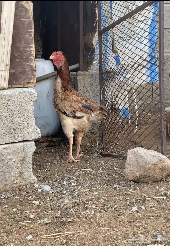 دجاجه باكستانيه 0