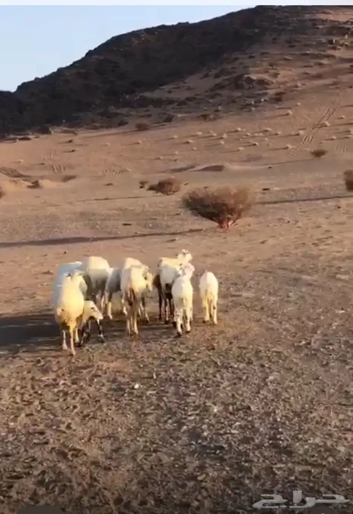 8 رفيد مراح سرحه معاها 4 3 شباع من العلف والباقي دفع 2