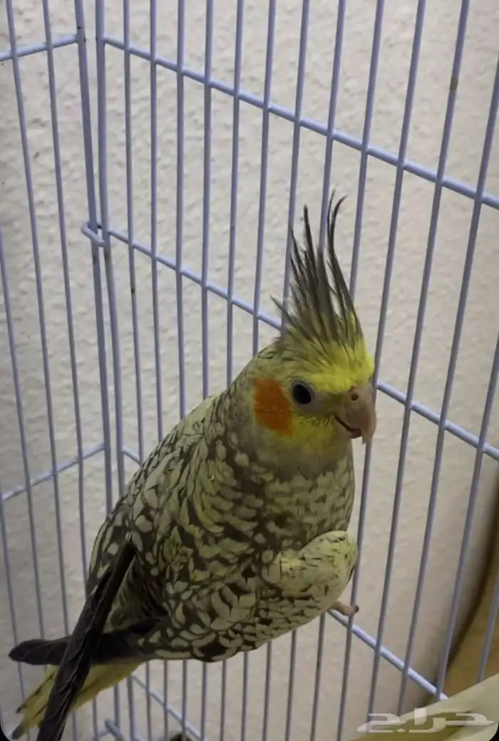 كروان فراشه 1