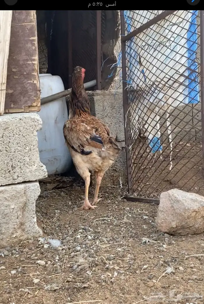 دجاجه باكستانيه 2