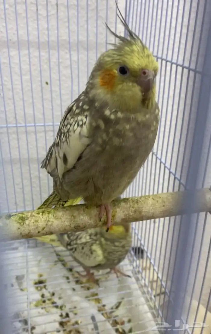 كروان فراشه 3