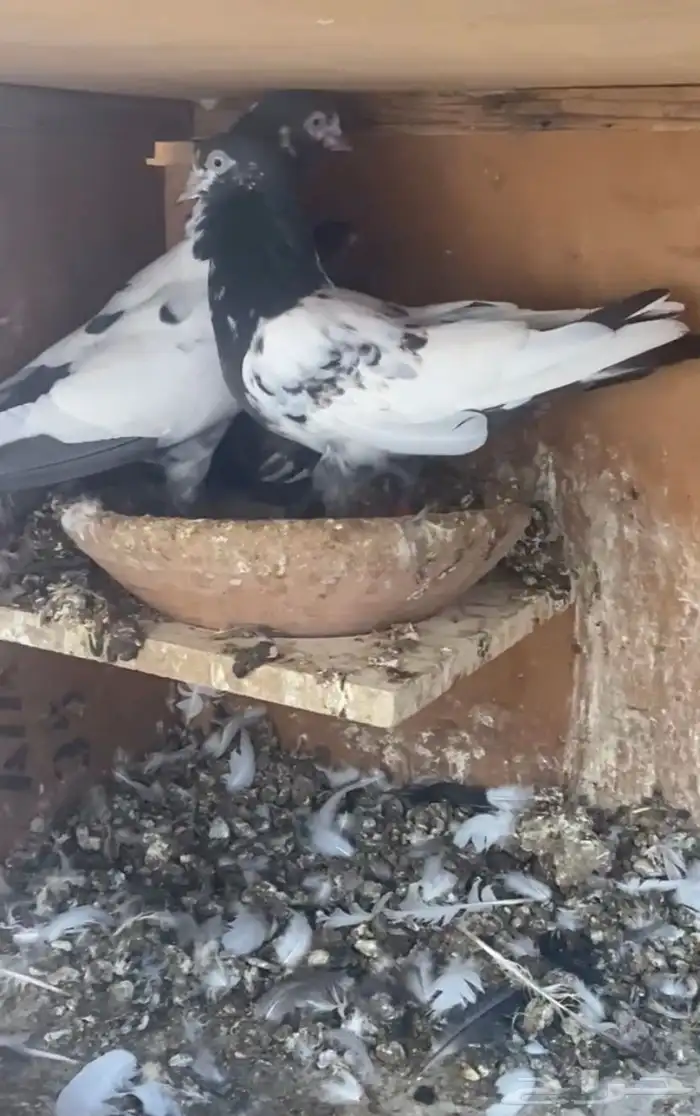 للبيع جوز تيدي بيور 2