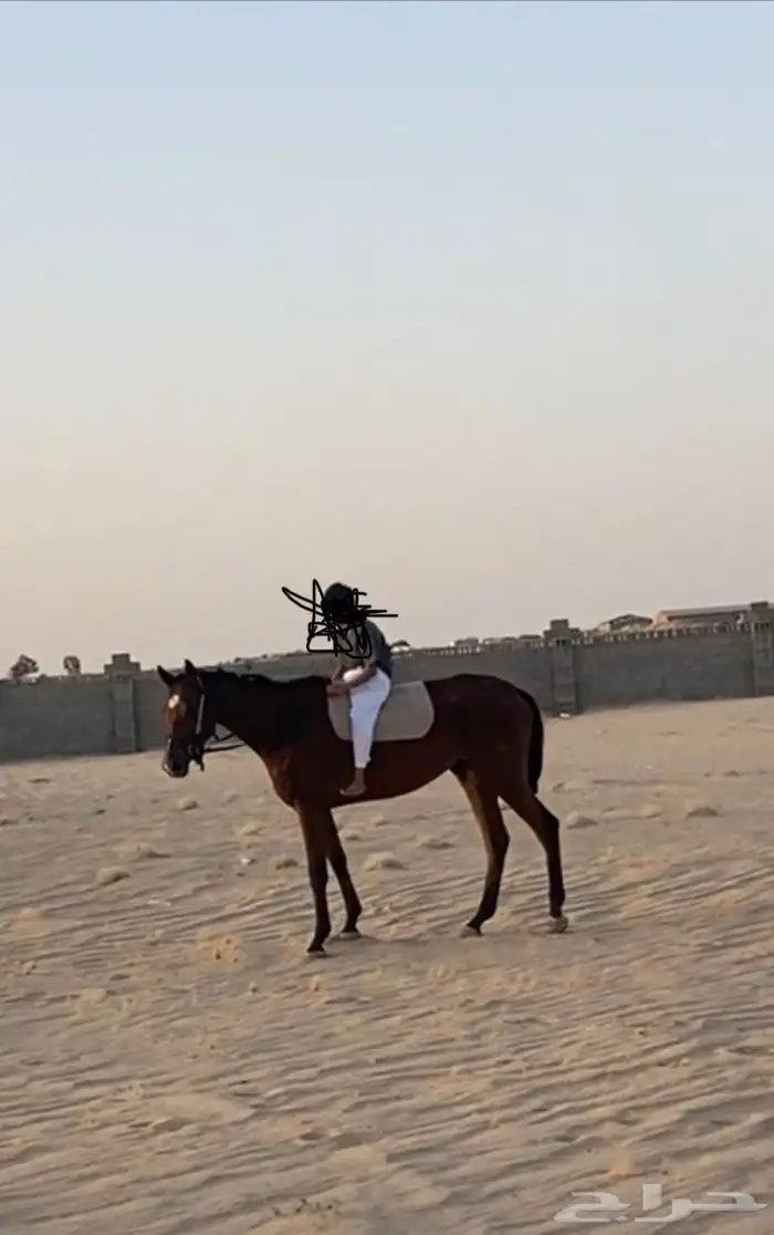 للبيع حصان أنجليزي على الشرط 1