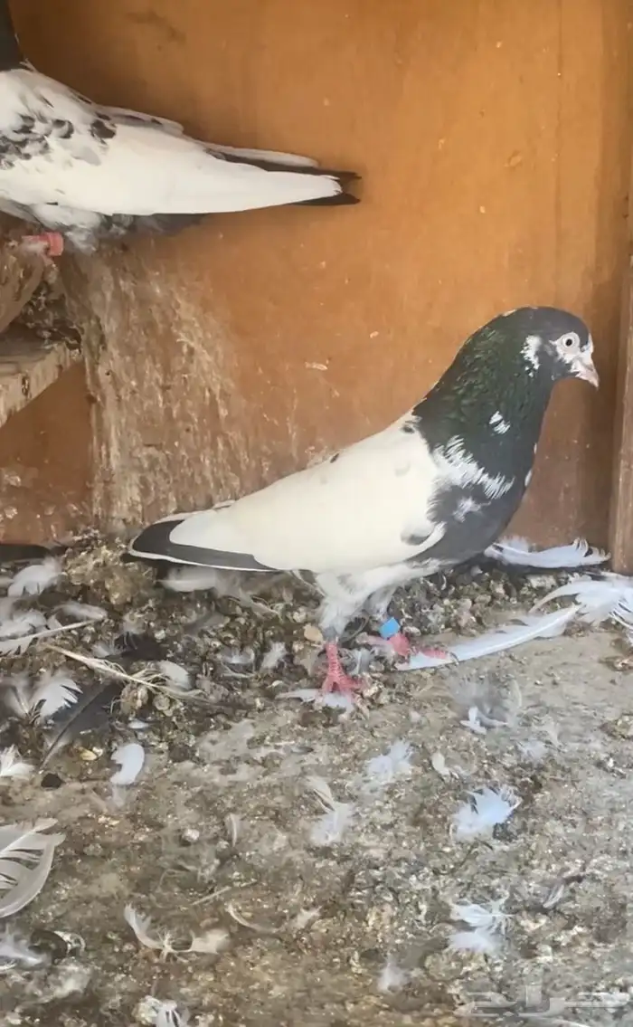 للبيع جوز تيدي بيور 0