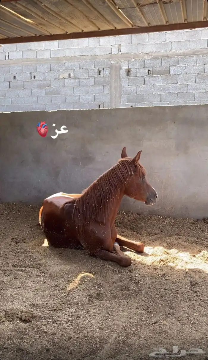 مهر للبيع 4