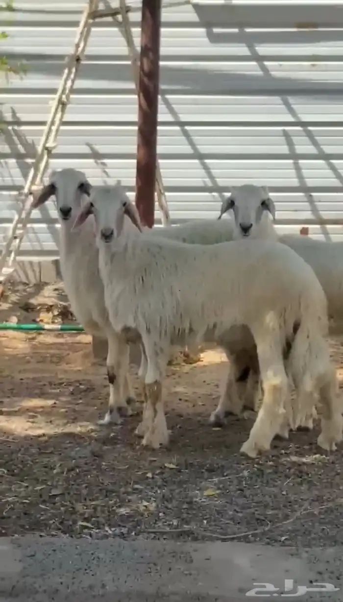خروفين ورخل(تم البييع) 1