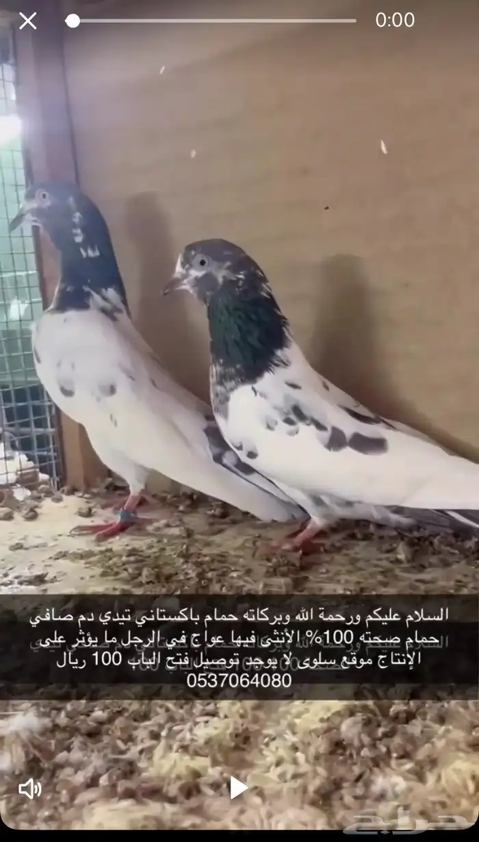 حمام باكستاني تيديات وقولدن دم صافي 3