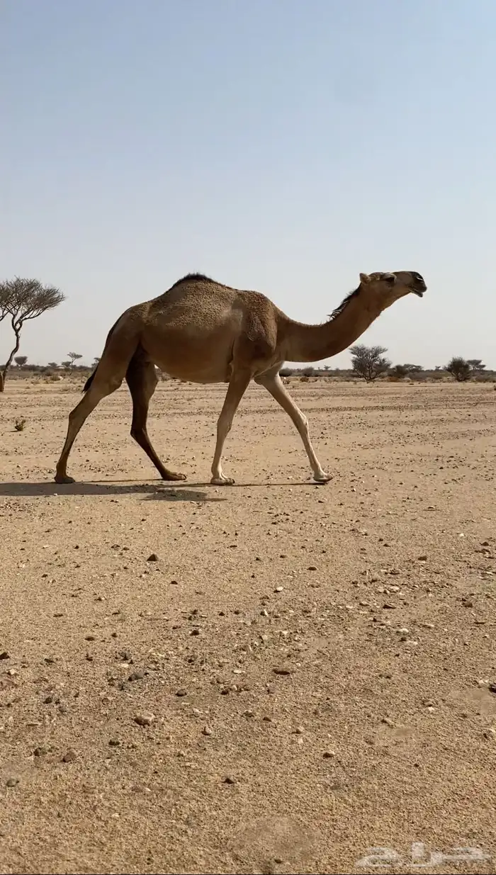 بكره هيافيه جذعه 0