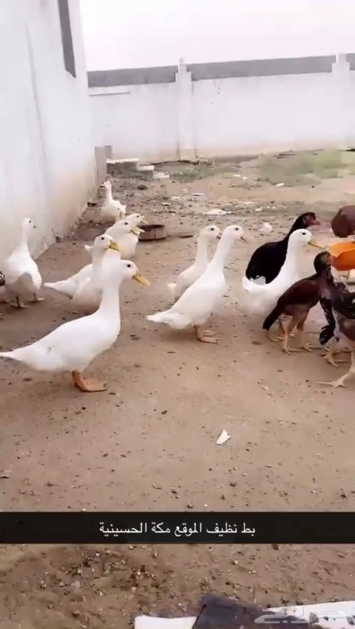 بط بكيني ابيض 0