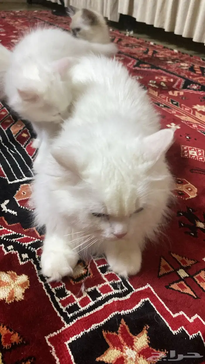 بيش 0