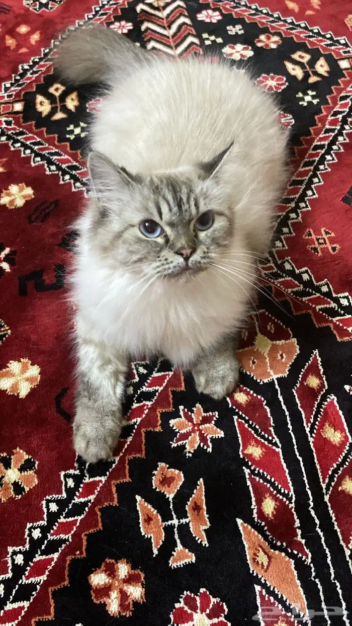 بيش 1