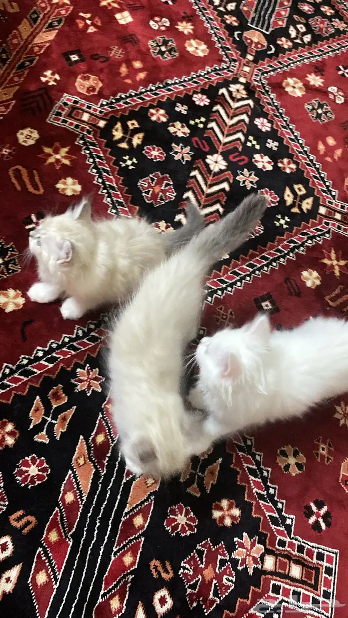 بيش 2
