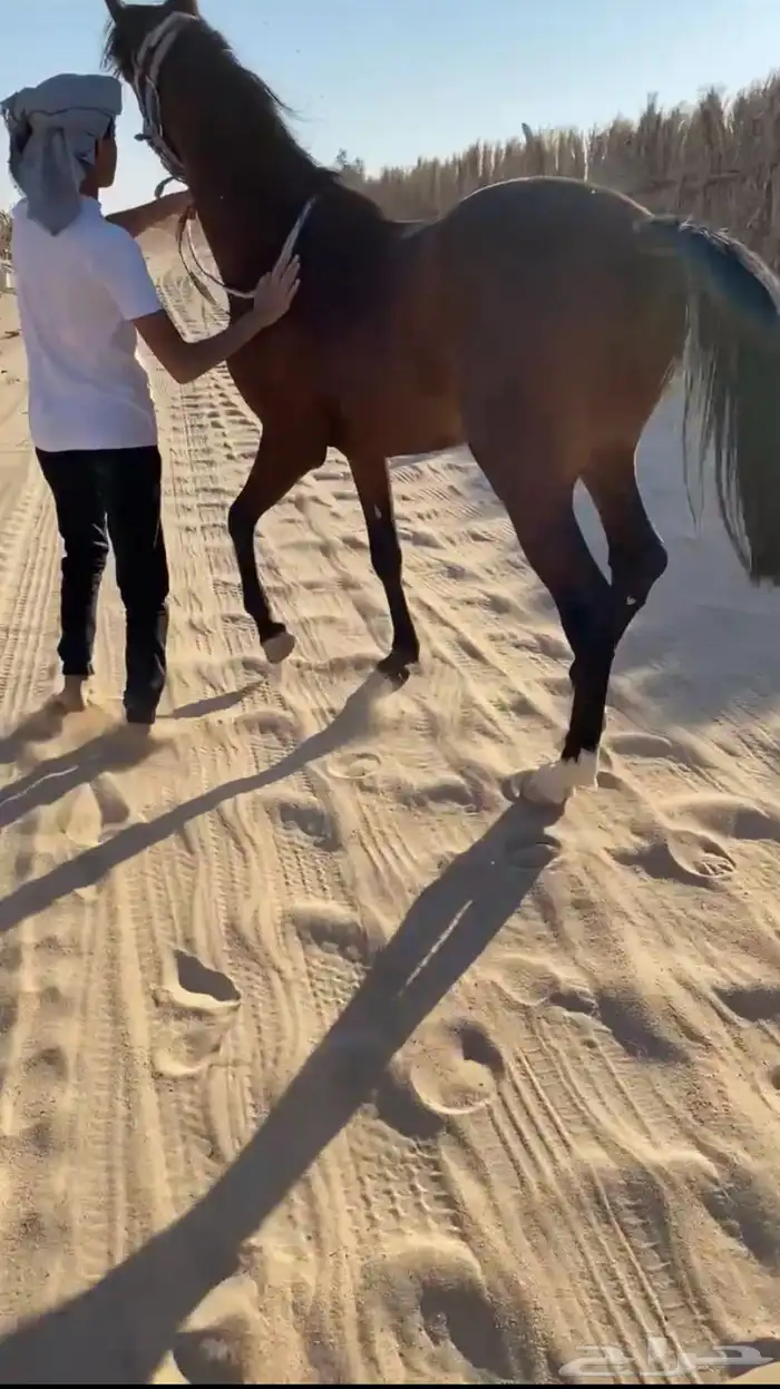 مهر 0