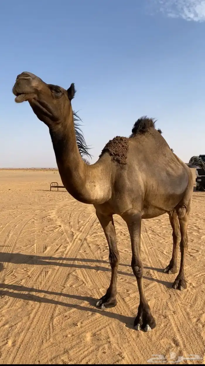 للبيع مجهم لقحه 0