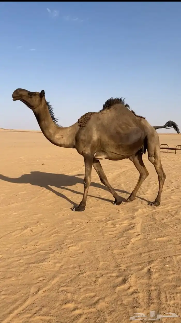 للبيع مجهم لقحه 1
