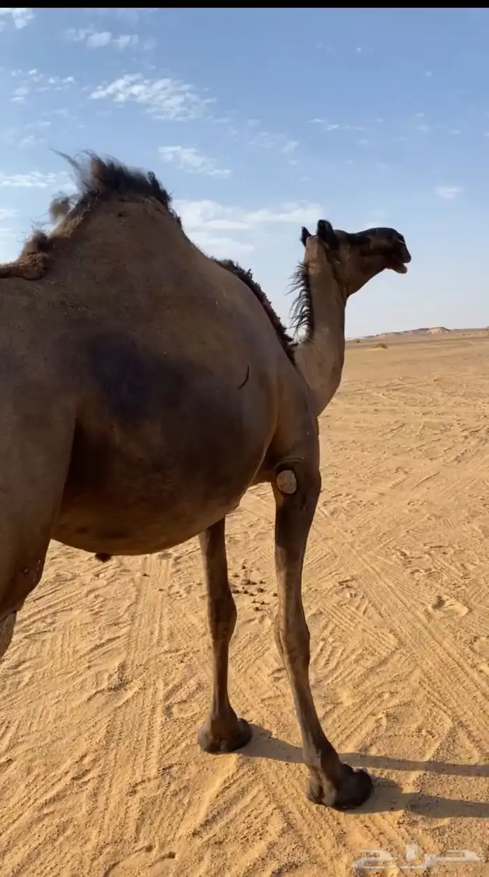 للبيع مجهم لقحه 2