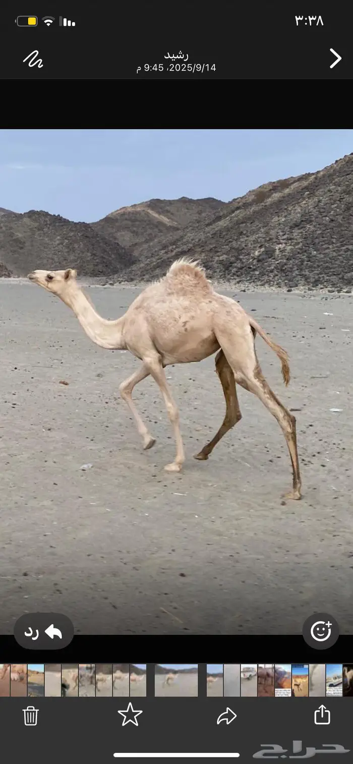 بكره سلاله طيبه 0