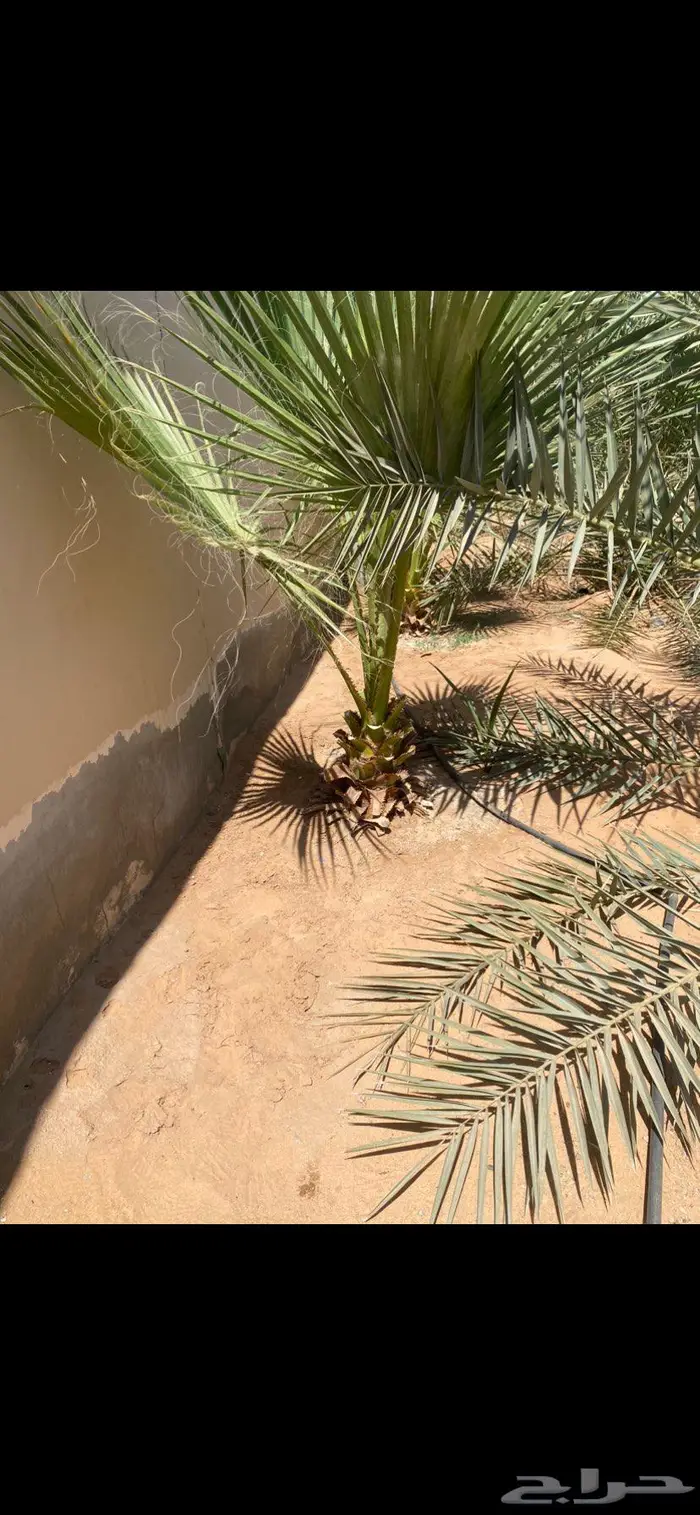 نخل وشنطوني او امركي العدد 10 2