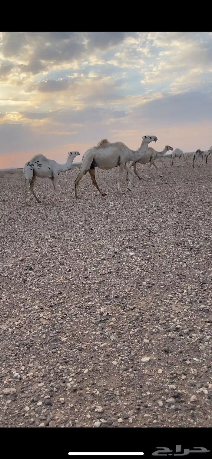 عشاير وضح تحتهن بكار طيبات 2