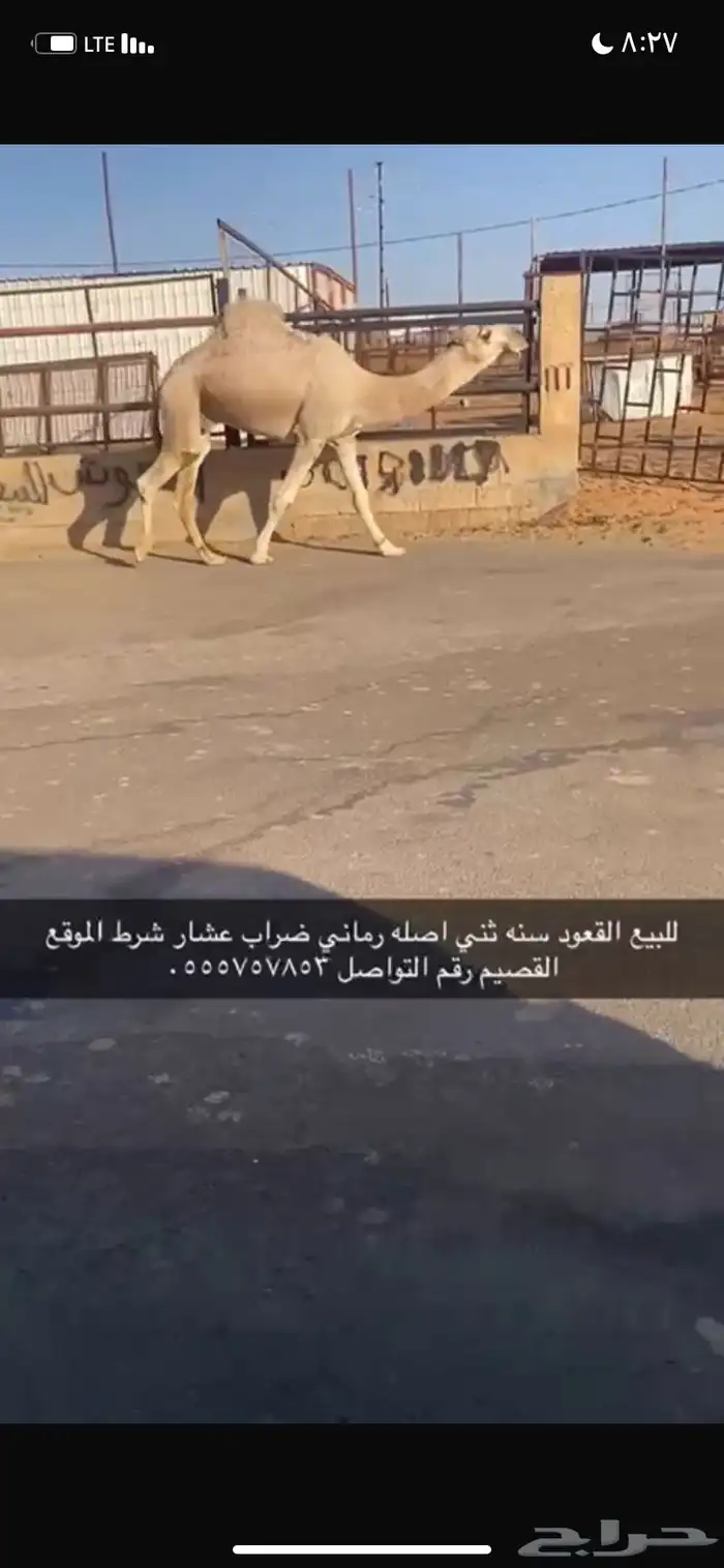 للبيع القعود الثني 2