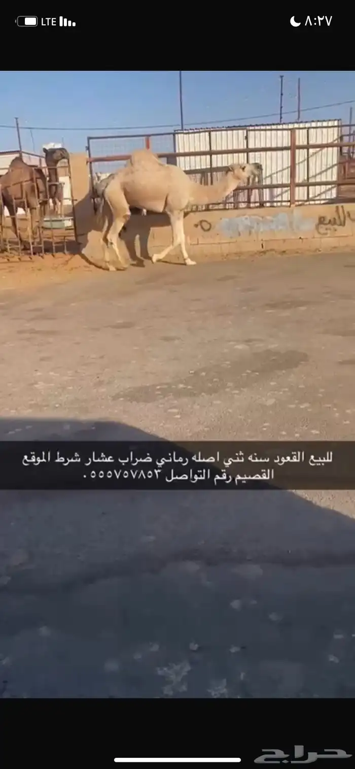 للبيع القعود الثني 0