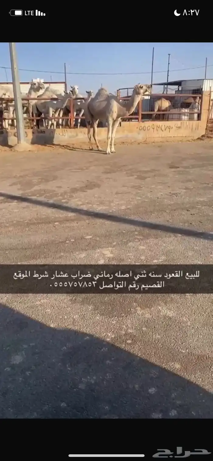 للبيع القعود الثني 3