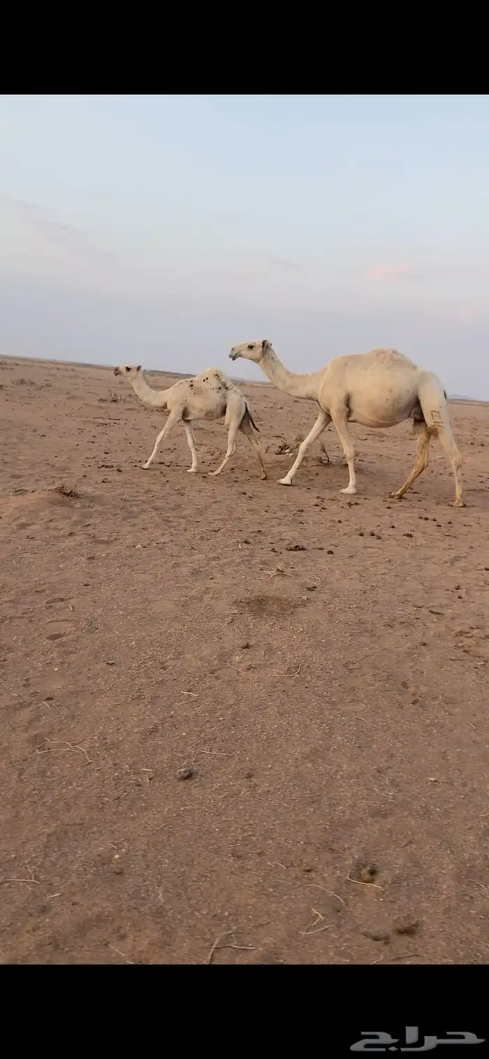 عشاير وضح تحتهن بكار طيبات 1
