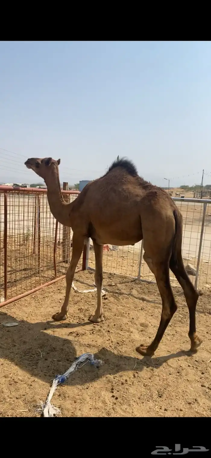 بكره حمراء 0