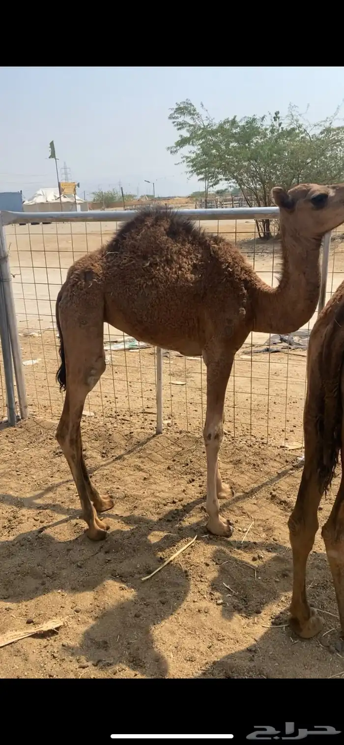 قعودوبكره 1