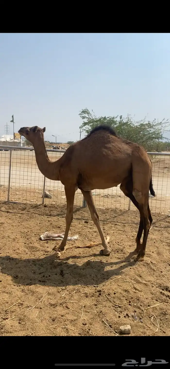 بكره حمراء 1