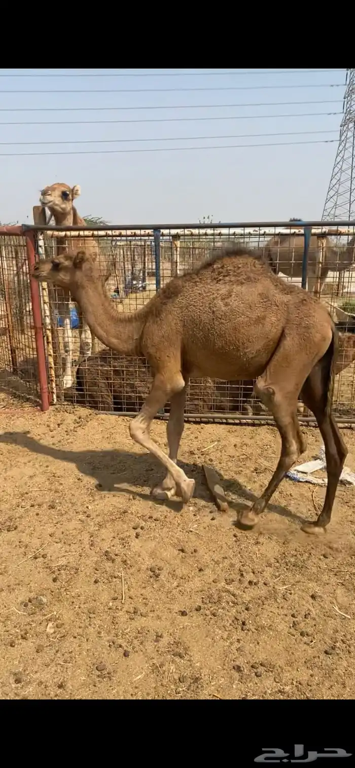 قعودوبكره 0