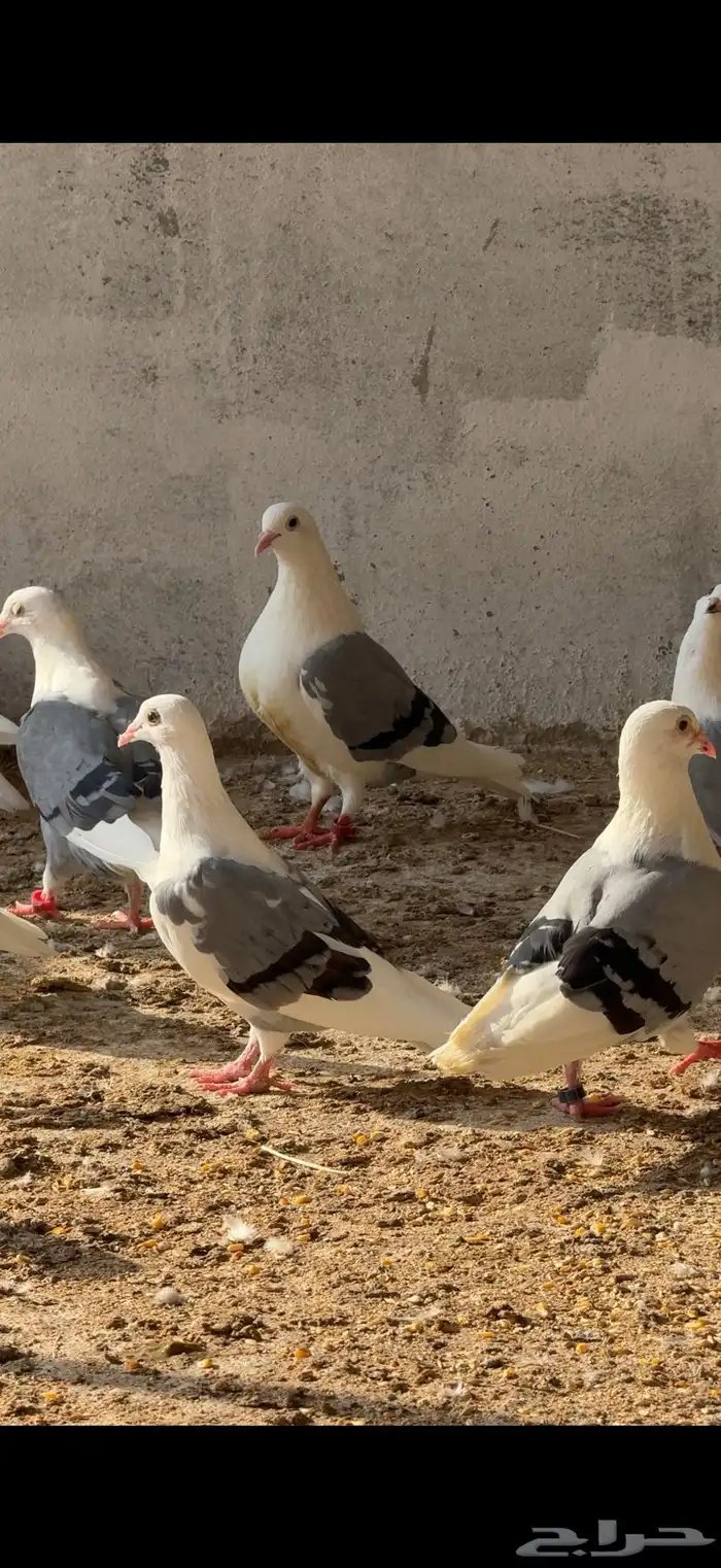 حمام زاجل مكتف 1