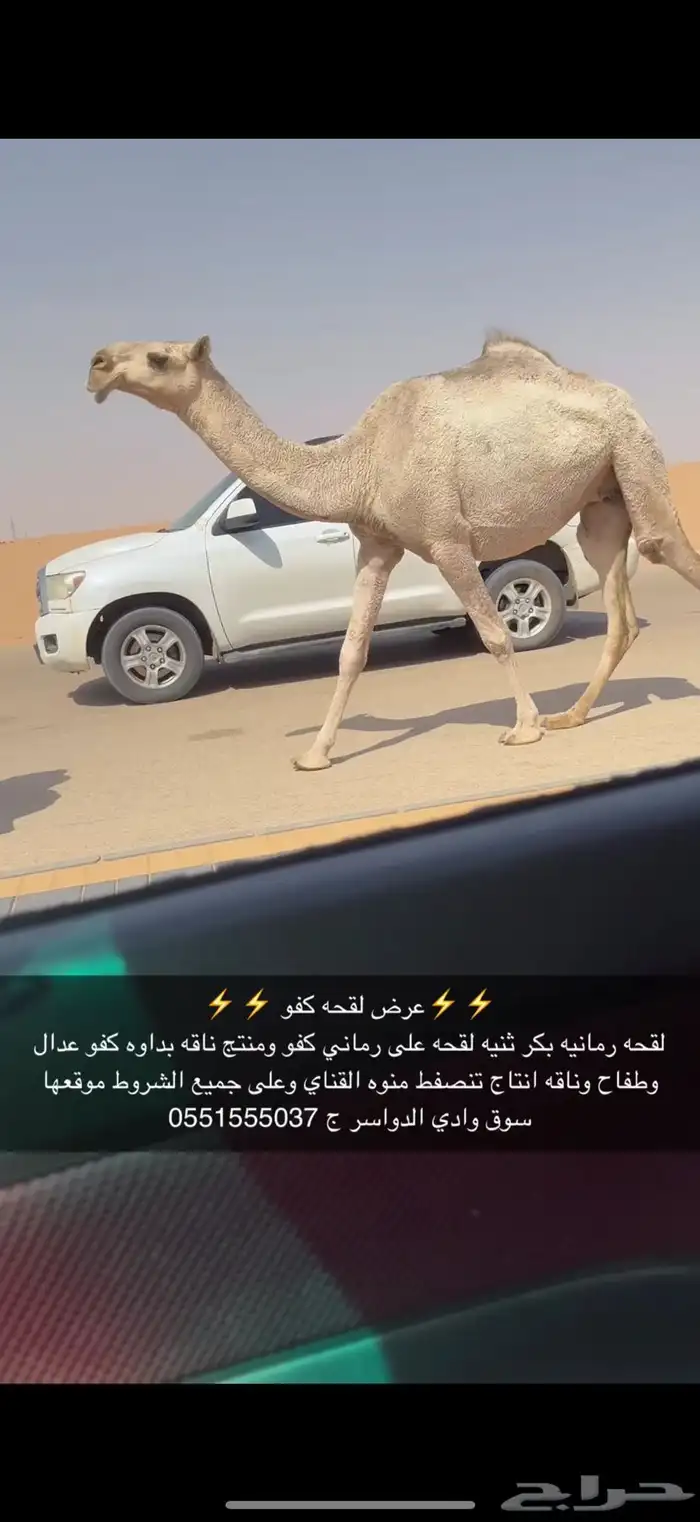 لقحه بكر 0