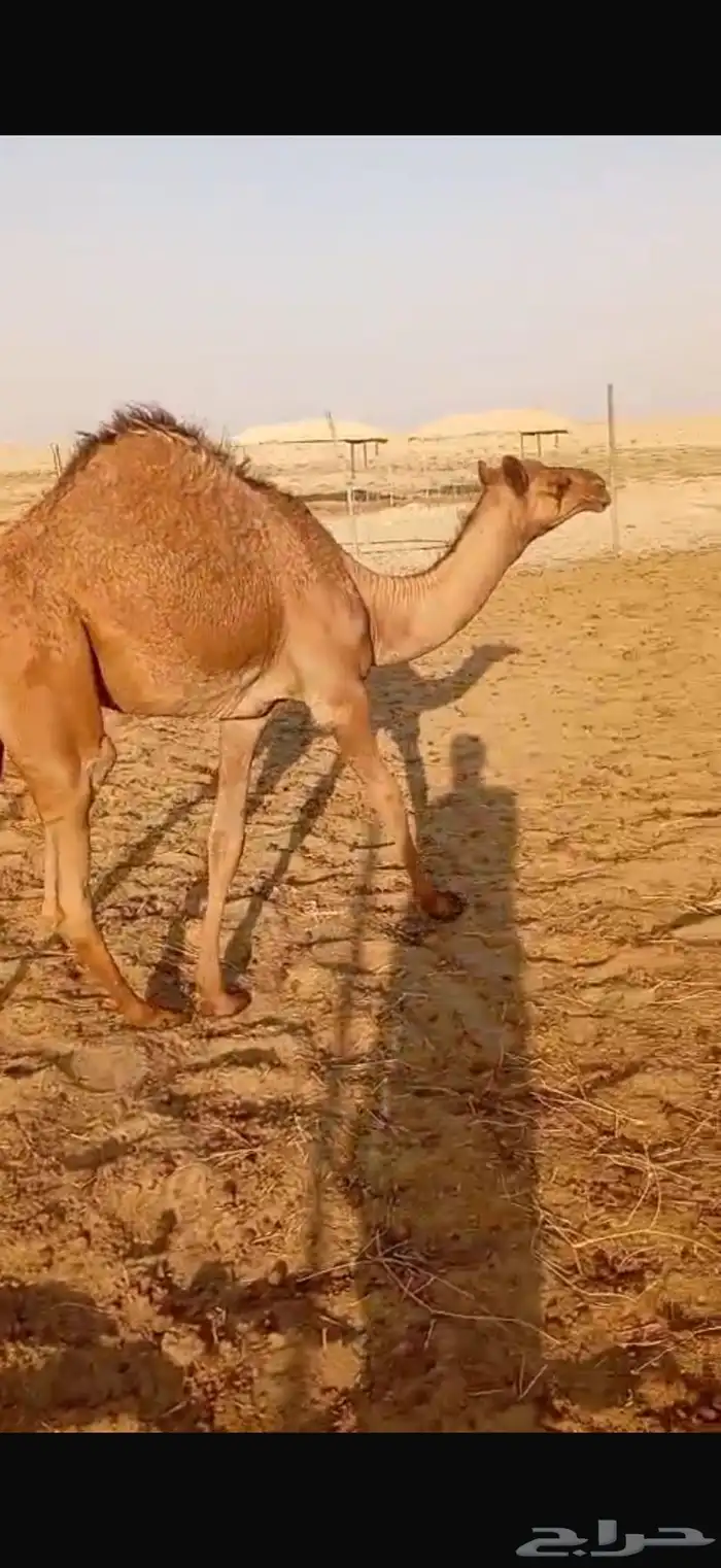 بكرة لبانيه للبيع 7