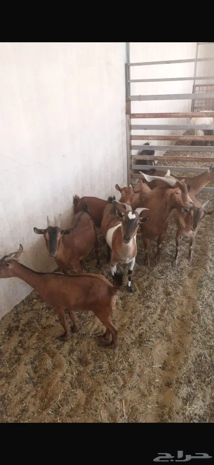 معزا جنوبيات دهم. دفيع مع فحل دهم ماشاءالله يقرع 2