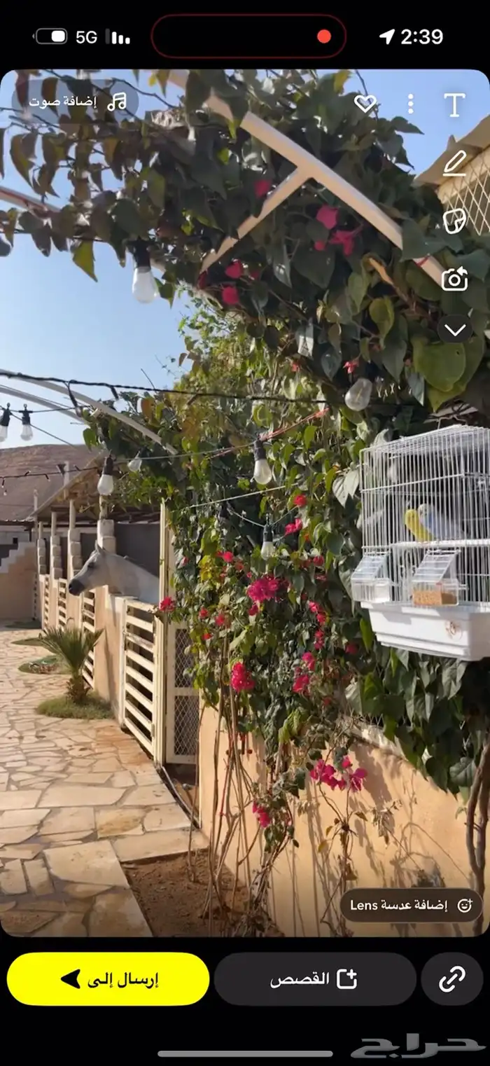 اسطبل للايجار 2