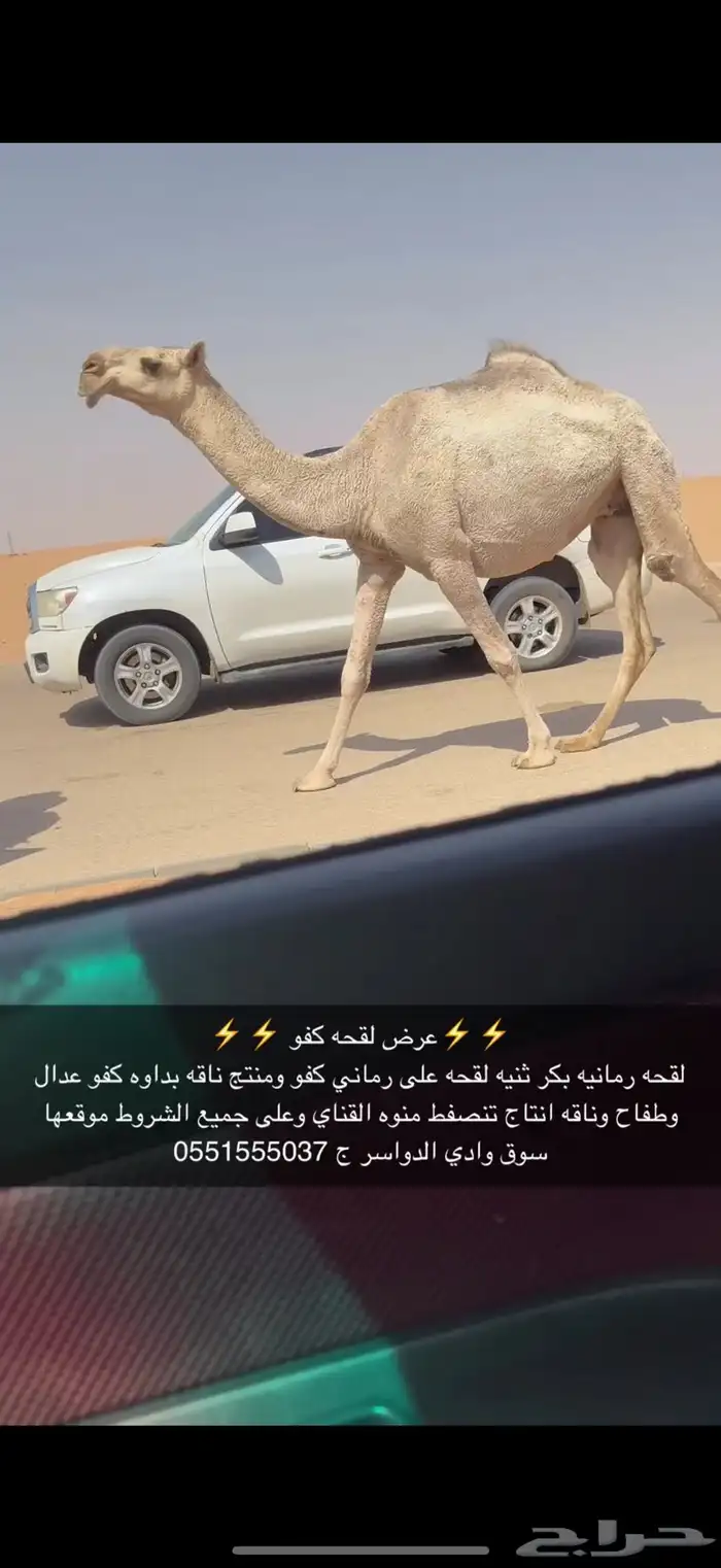لقحه بكر 1