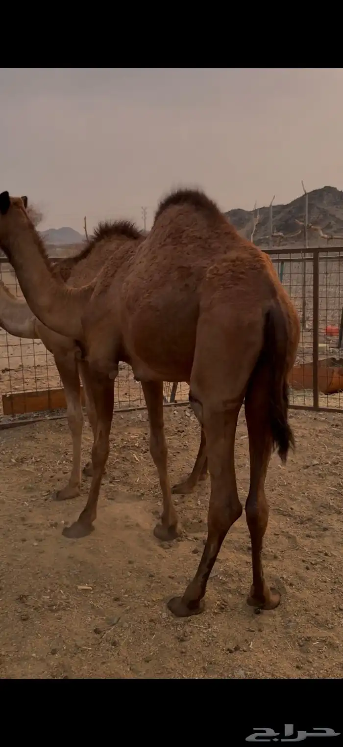 بكار نضيفه 2