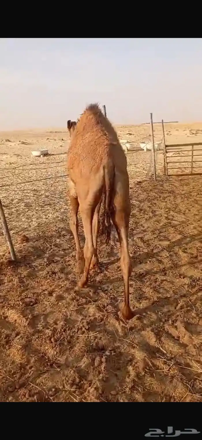بكرة لبانيه للبيع 5