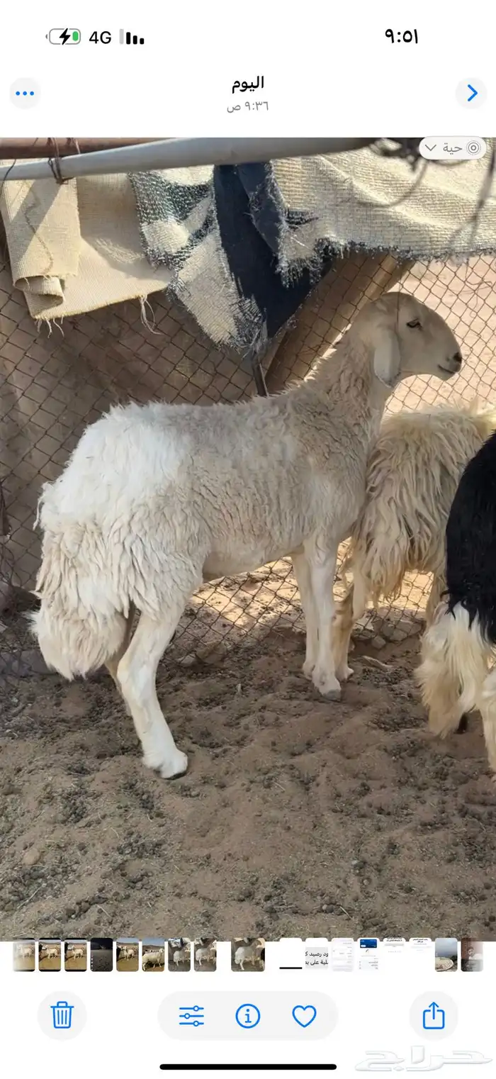 شاه طيبه سنها سدس صنف سليم من جميع العذاريب 0