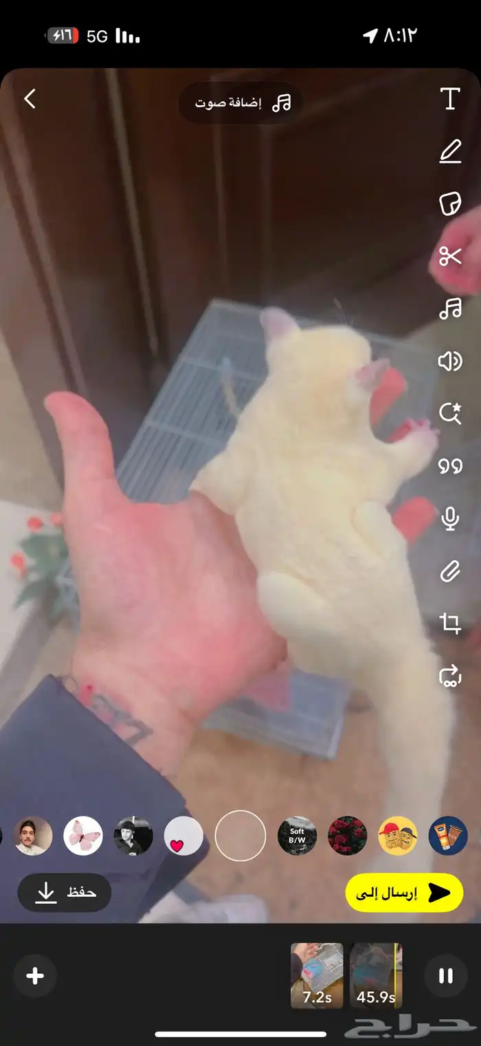 السنجاب الطاير 0