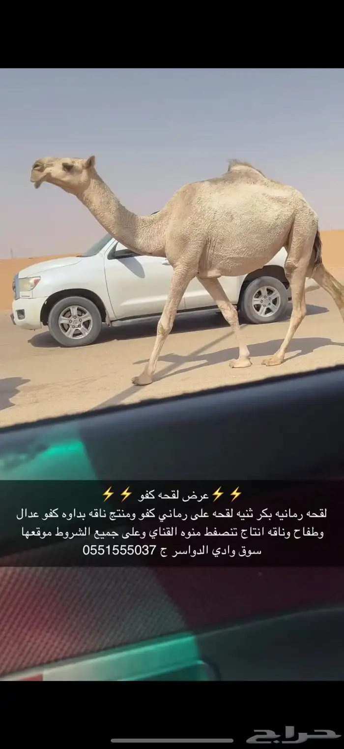 لقحه بكر 2