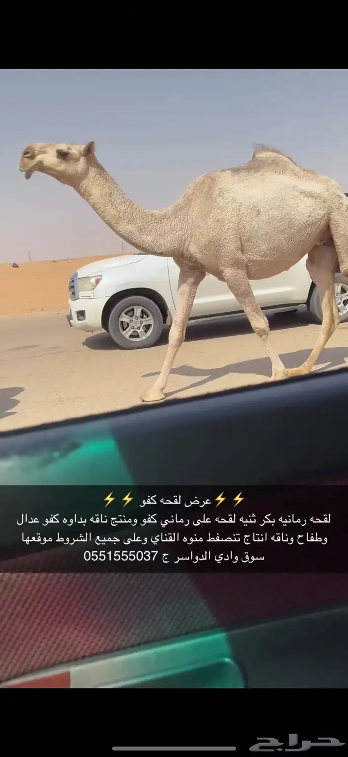 لقحه بكر 3