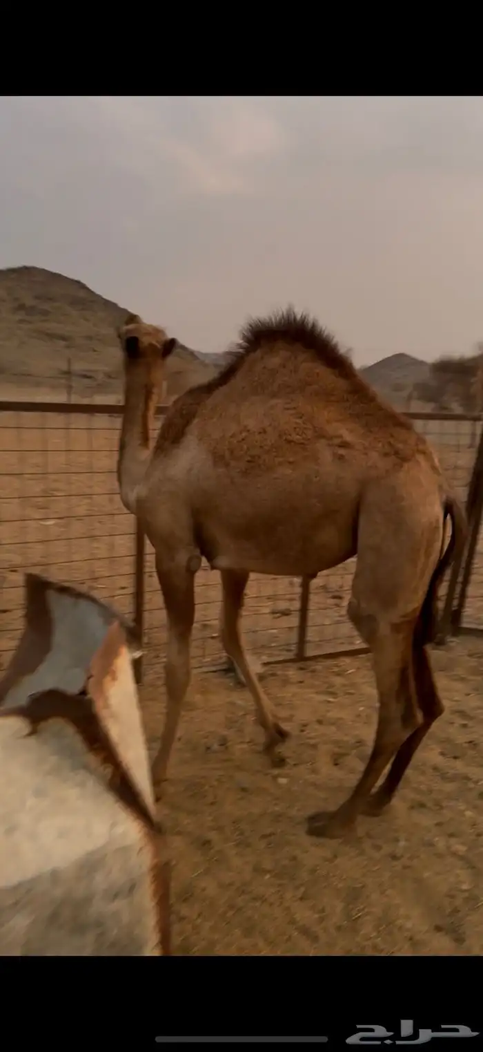 بكار نضيفه 1