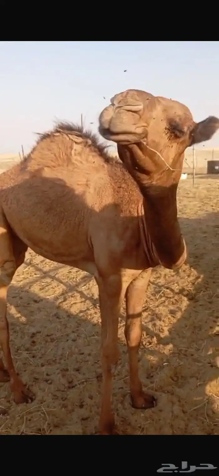 بكرة لبانيه للبيع 8