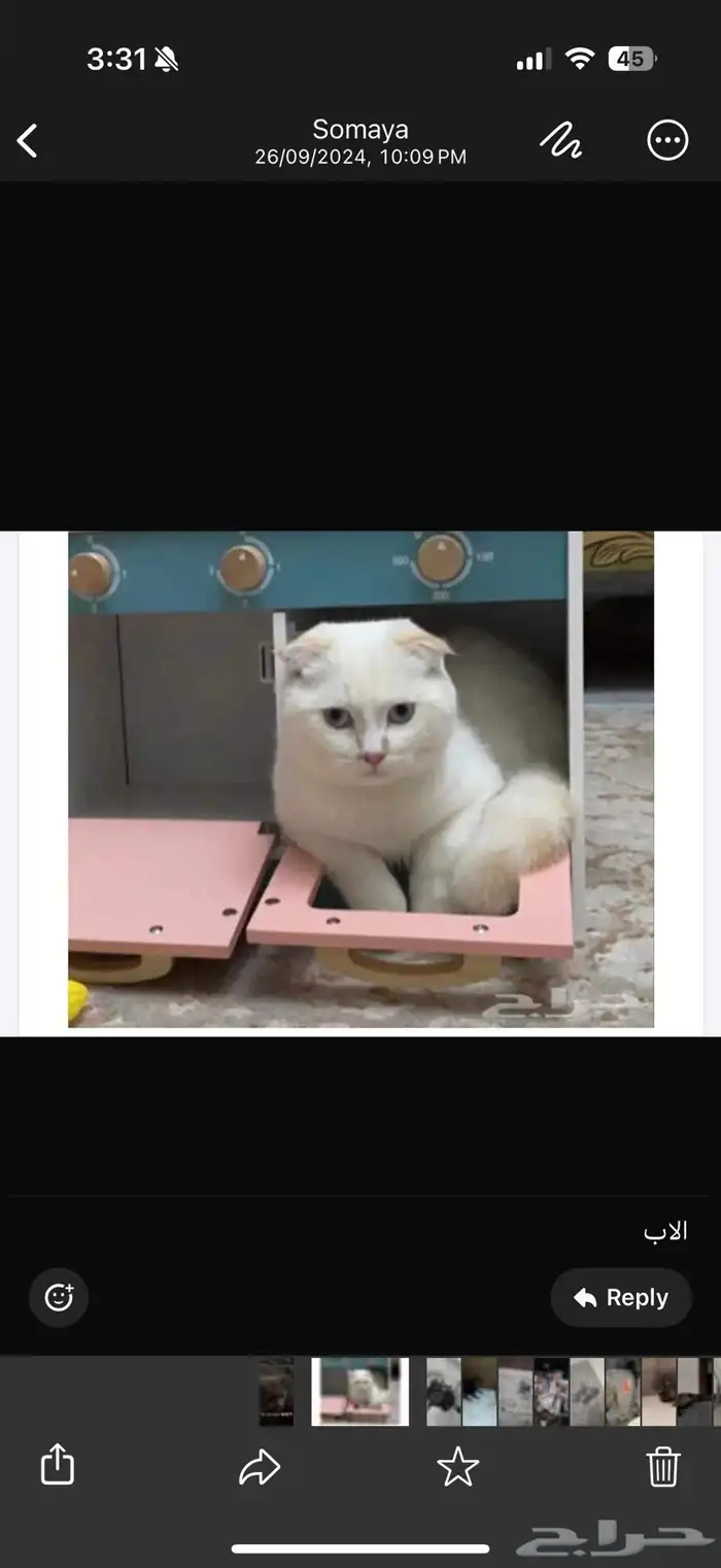 سكوتش ستريت بيور ذكر سنه و 4 شهور 14