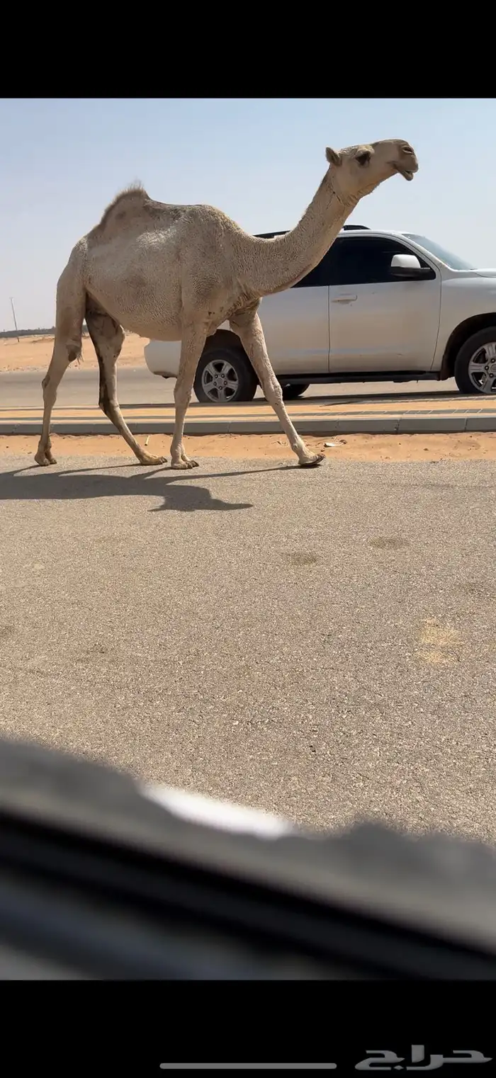 لقحه بكر 4
