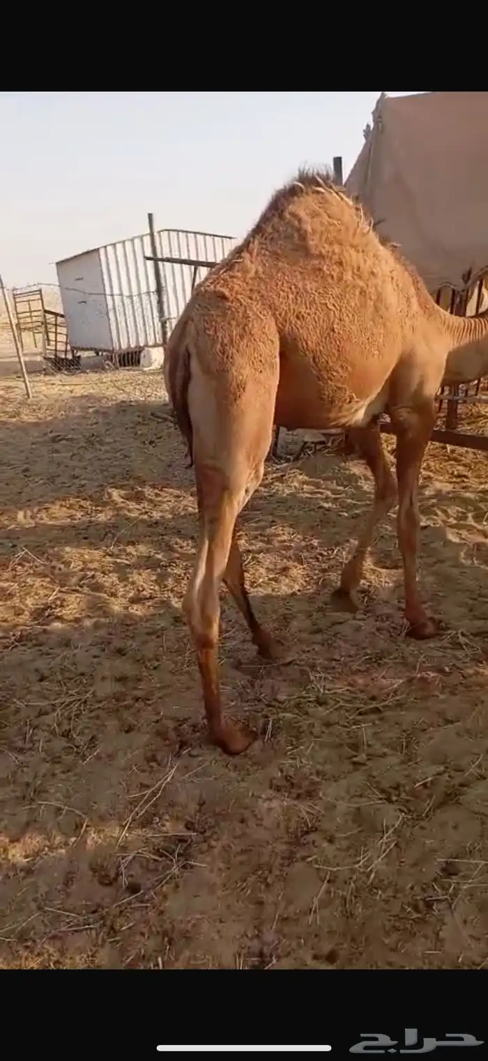 بكرة لبانيه للبيع 9