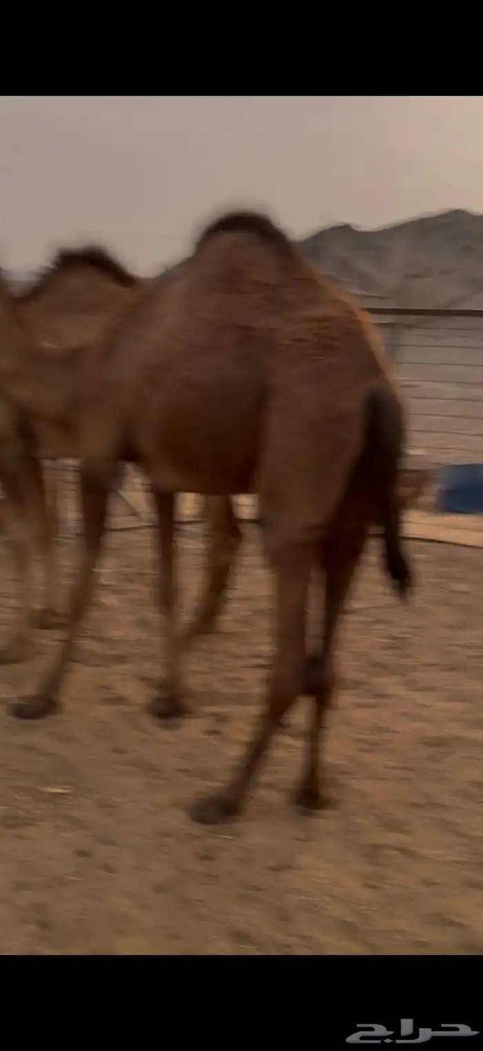بكار نضيفه 0