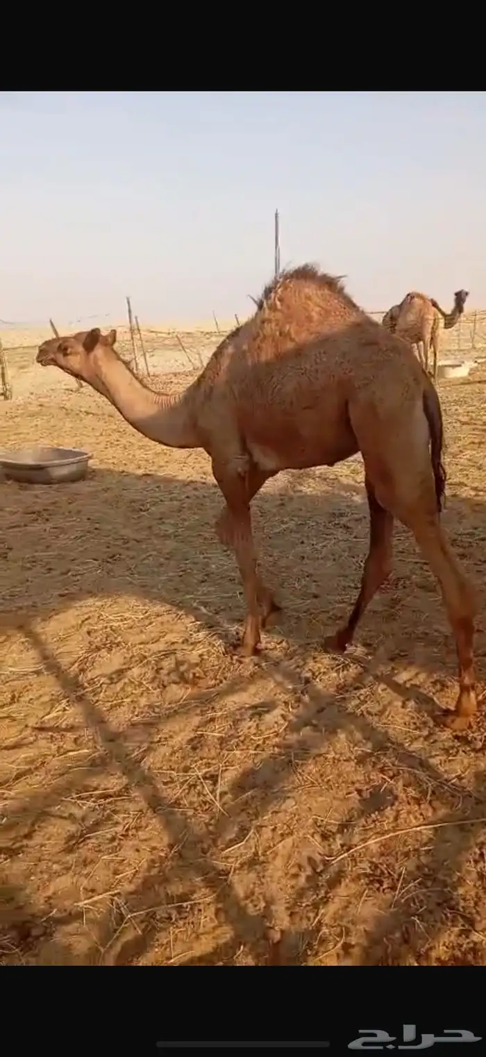 بكرة لبانيه للبيع 1